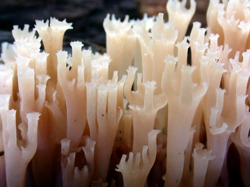 Artomyces pyxidatus